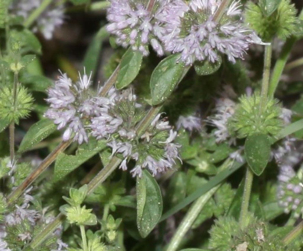 Mentha pulegium ?  S !